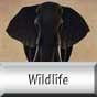 Wildlife